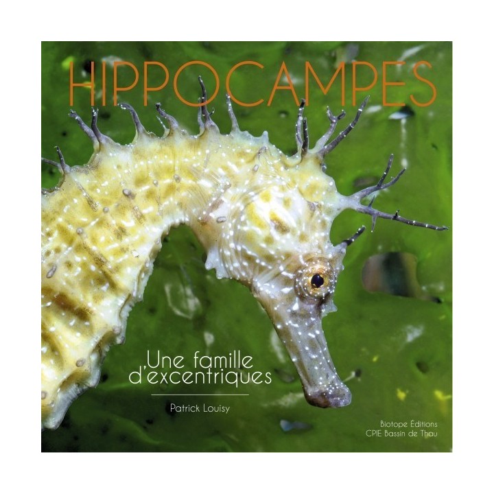 Hippocampes : une famile d'excentriques Hippocampes : une famile d'excentriques