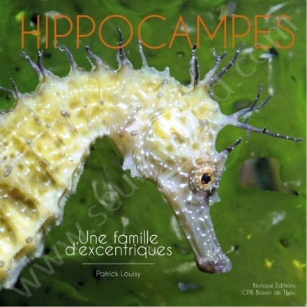 Hippocampes : une famile d'excentriques