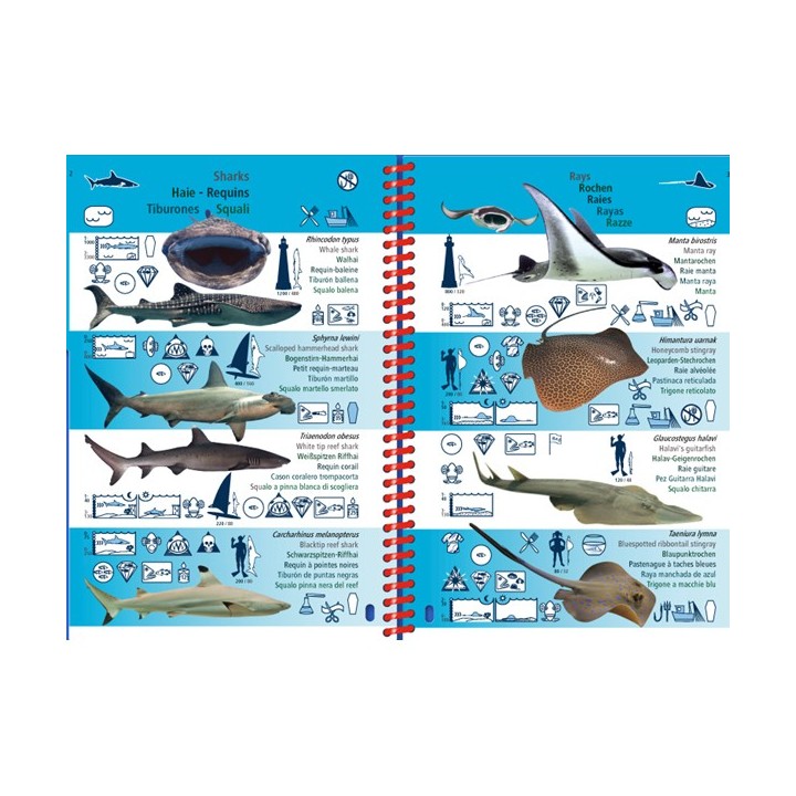 Guide d'identification espèces sous-marine Mer Rouge - Ocean Indien