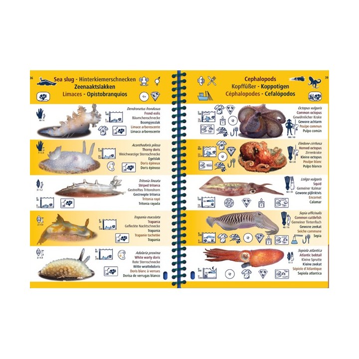 Guide d'identification espèces sous-marine Atlantique Est