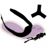 Accessoires Palmes